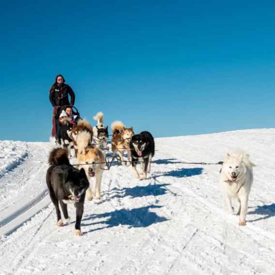 Chiens de traineaux : Balade en traineaux à chiens et conduite d 