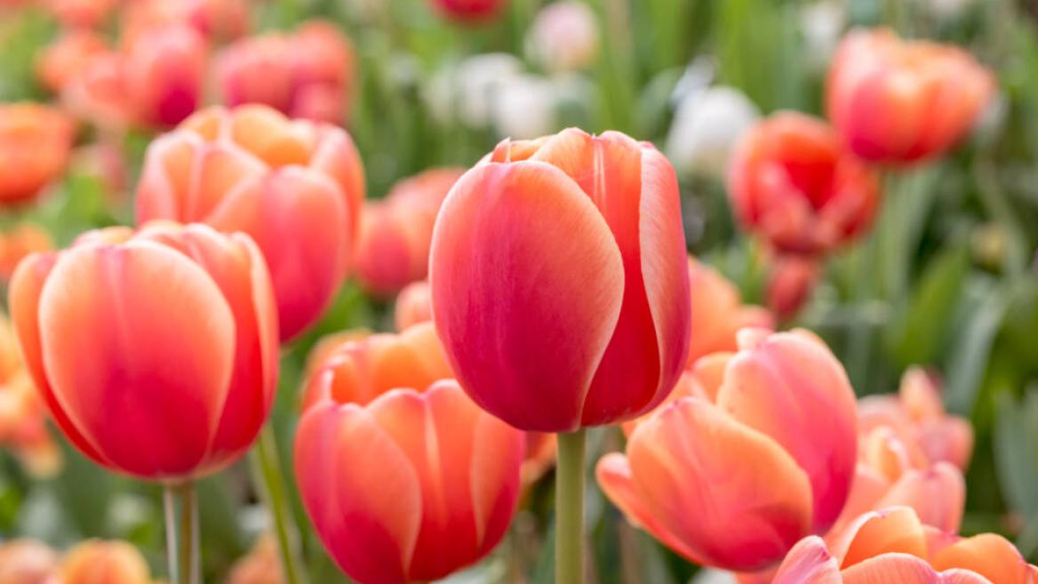 Fête de la tulipe_Aime-la-Plagne