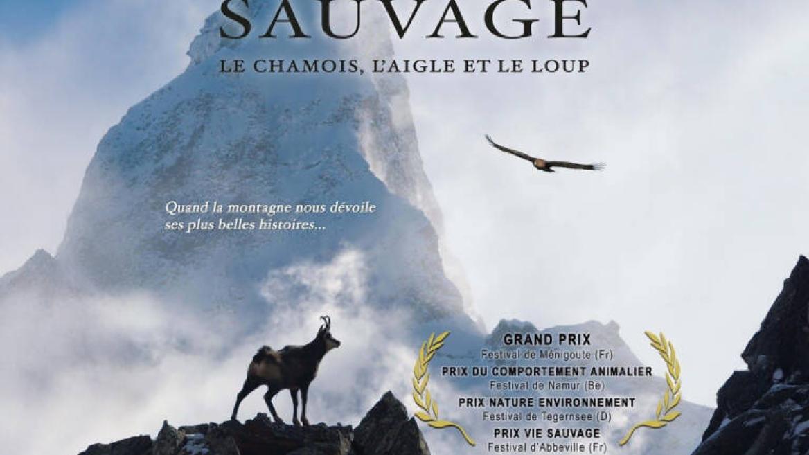 Projection Film  SAUVAGE- Le Chamois, l'Aigle et le Loup_Plagne-Montalbert