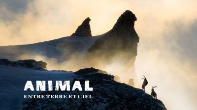 Projection LAPIED : "ANIMAL, entre terre et ciel" | Cinéma de montagne