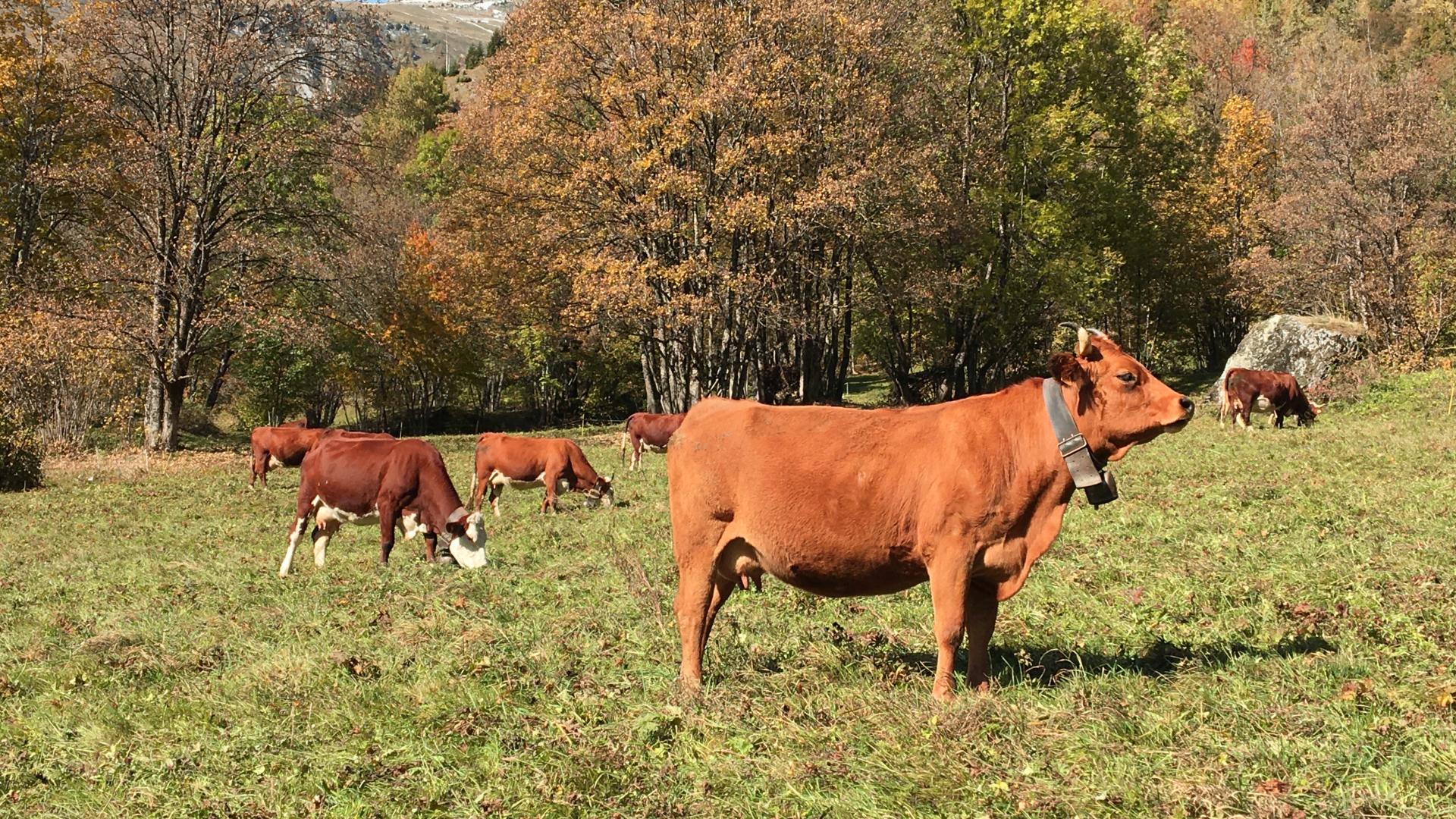 Vaches en vallée à Champagny en Vanoise